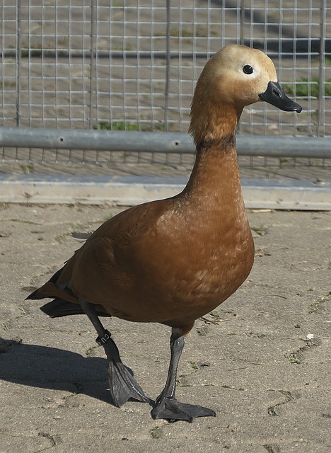 子足球队